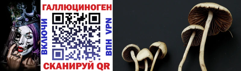 Псилоцибиновые грибы Psilocybe  что такое наркотик  Балабаново 